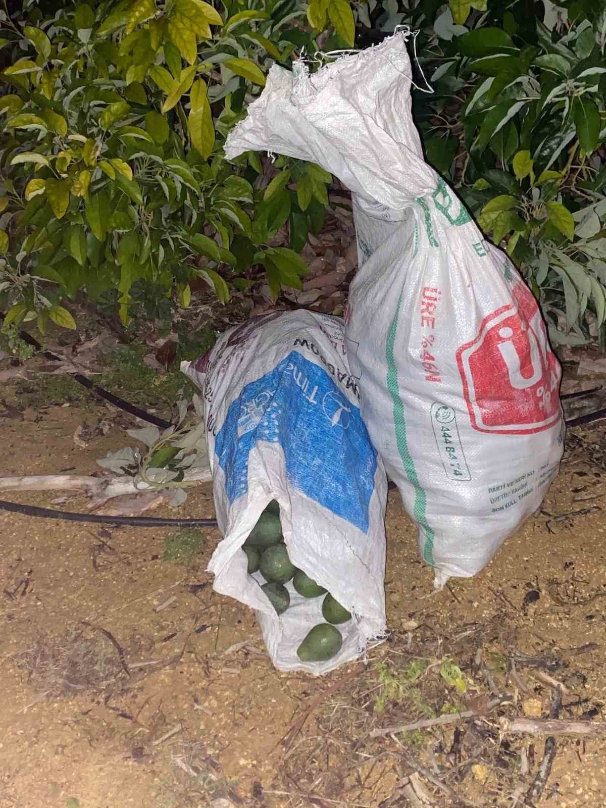 Alanya&rsquo;da &ccedil;aldıkları avokadoyu bırakıp ka&ccedil;an ş&uuml;phelilere adli kontrol kararı
