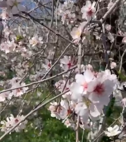 Dat&ccedil;a&rsquo;da badem ağa&ccedil;ları kış ortasında &ccedil;i&ccedil;ek a&ccedil;tı
