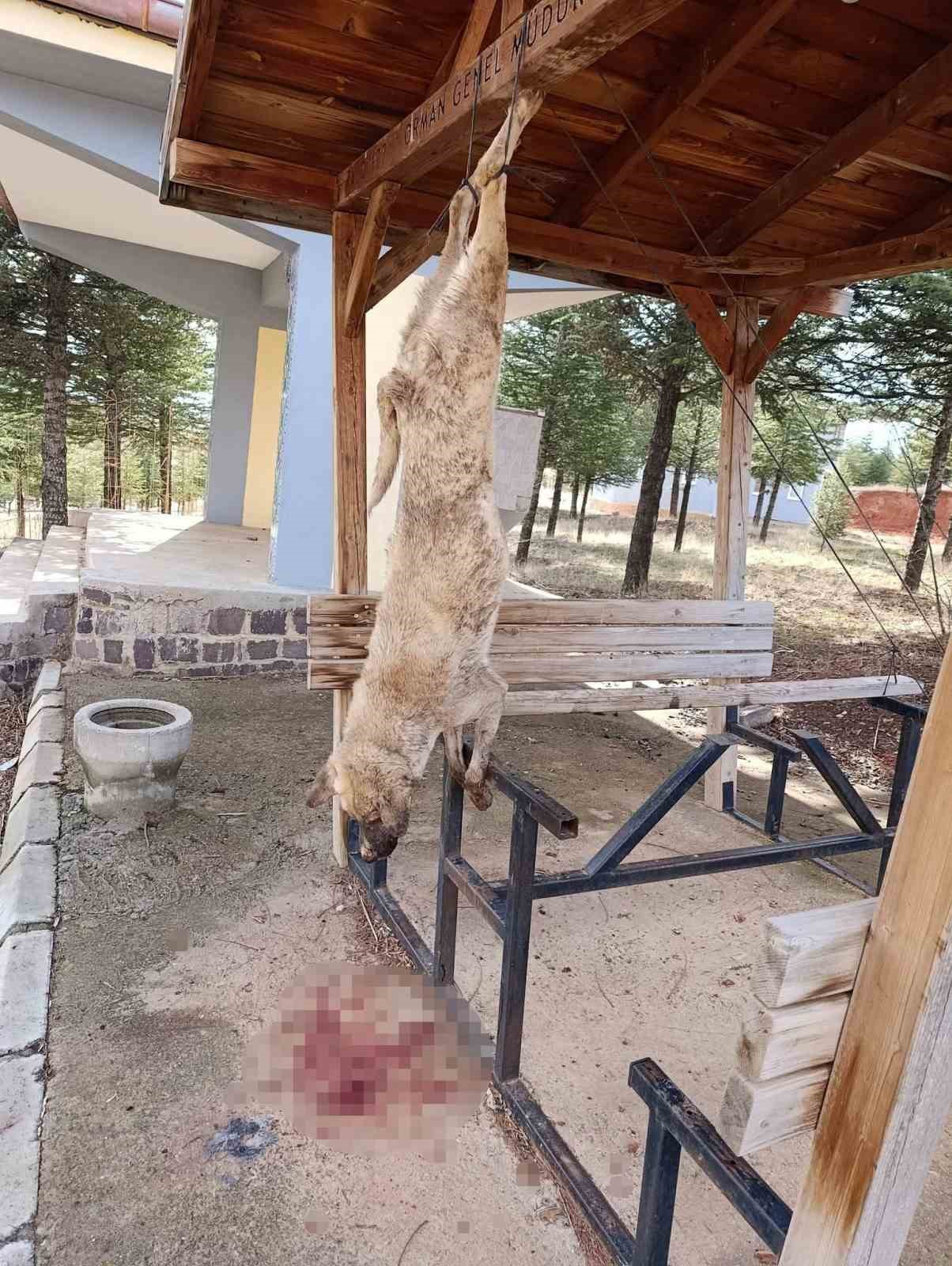 Afyonkarahisar&rsquo;da &ouml;ld&uuml;r&uuml;len k&ouml;pekle ilgili &ccedil;ok y&ouml;nl&uuml; soruşturma
