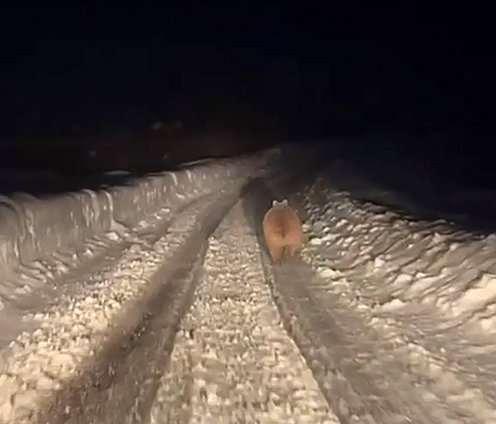 Kış uykusuna yatmayan ayı böyle görüntülendi