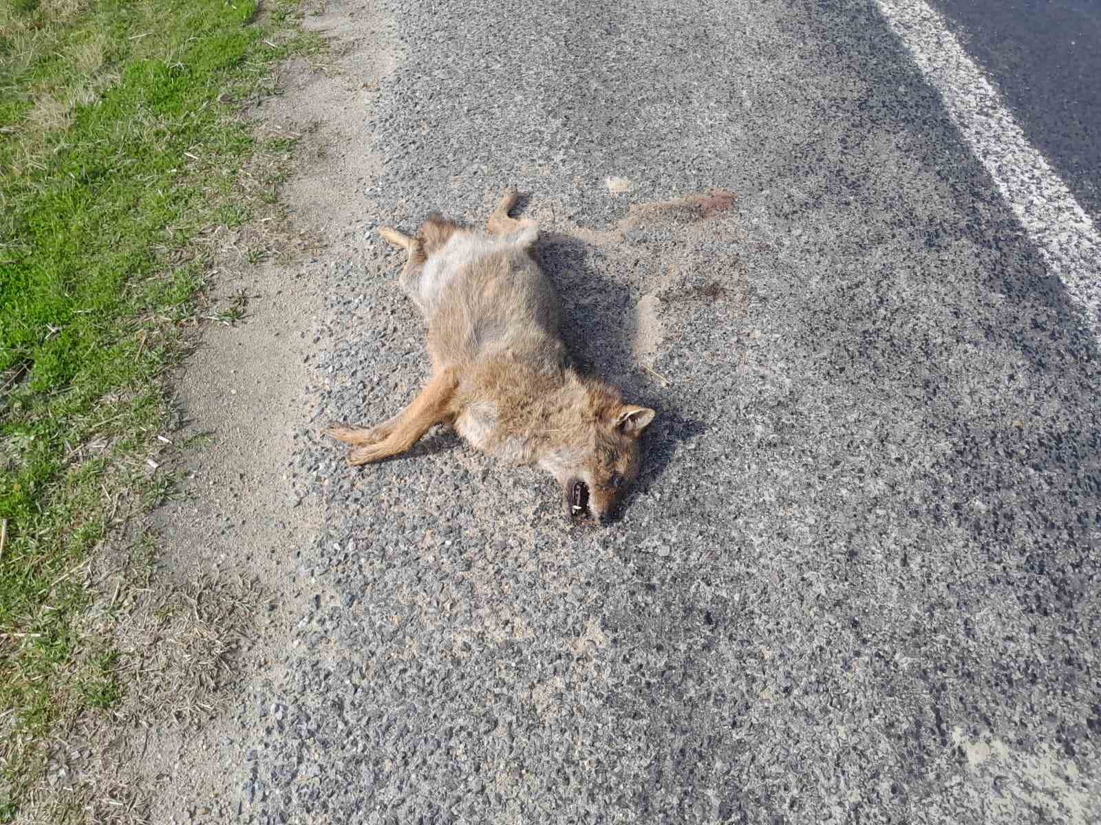 Aracın çarptığı tilki telef oldu