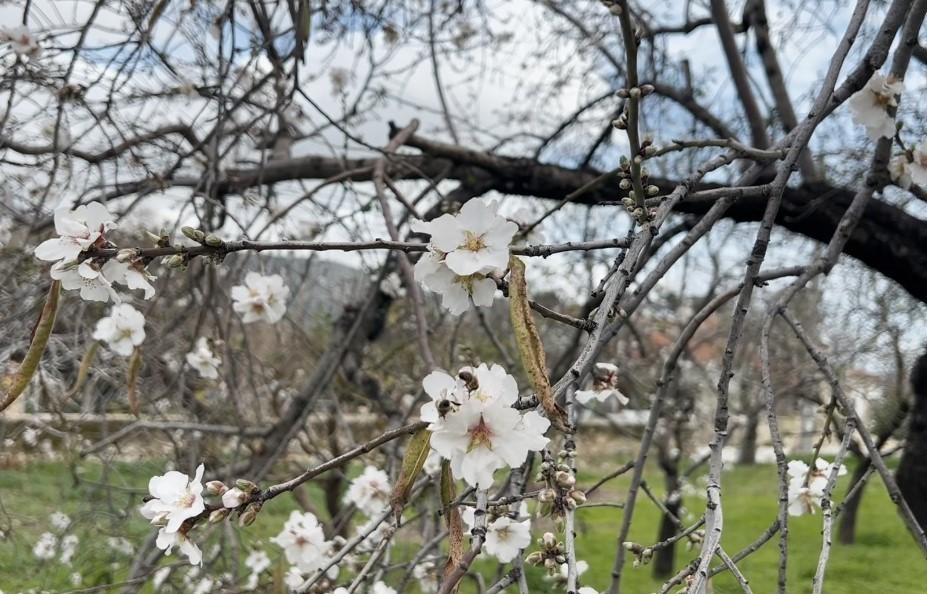 Datça’da badem ağaçları kış ortasında çiçek açtı