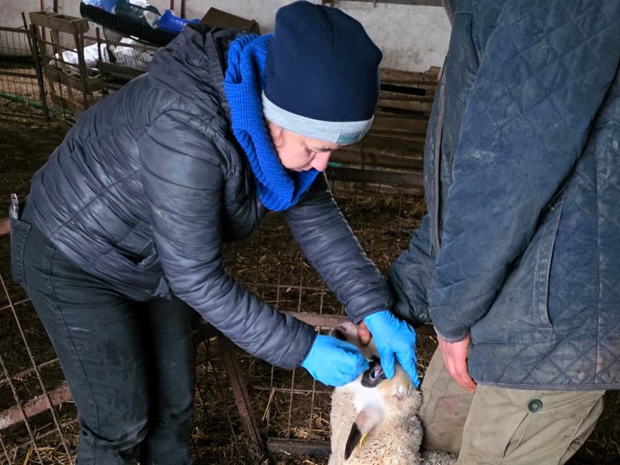 Kırklareli&rsquo;nde k&uuml;pe takılan damızlık kuzular aşılanıyor

