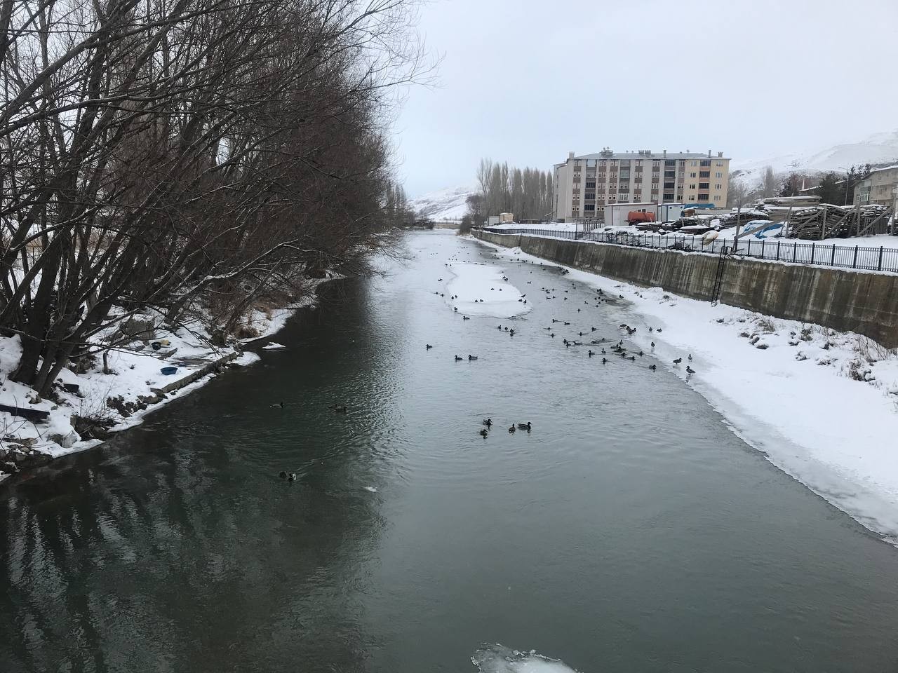 Sibirya&rsquo;dan g&ouml;&ccedil; eden yeşilbaşlı &ouml;rdekler &Ccedil;oruh Nehri&rsquo;ni mesken tuttu
