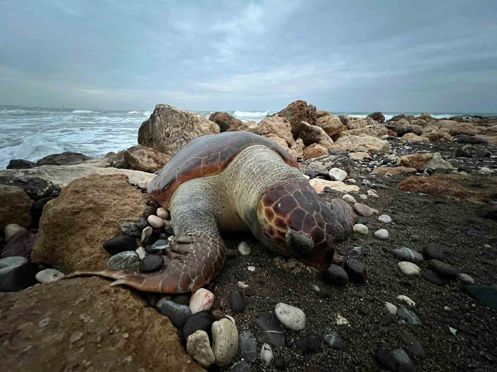 Bir caretta caretta daha ölü bulundu:15 günde 7’inci ölüm