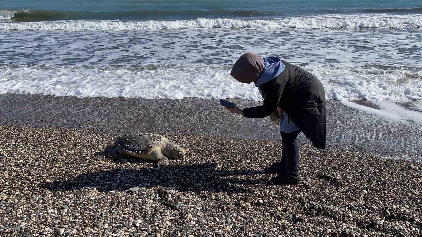 Bir caretta caretta daha &ouml;l&uuml; bulundu:15 g&uuml;nde 7&rsquo;inci &ouml;l&uuml;m
