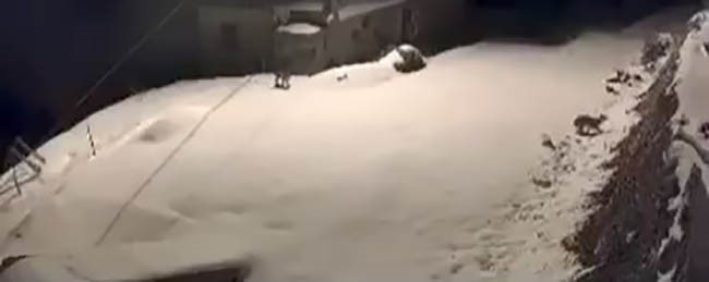 Elazığ’da nesli tükenmekte olan vaşak ailesi görüldü