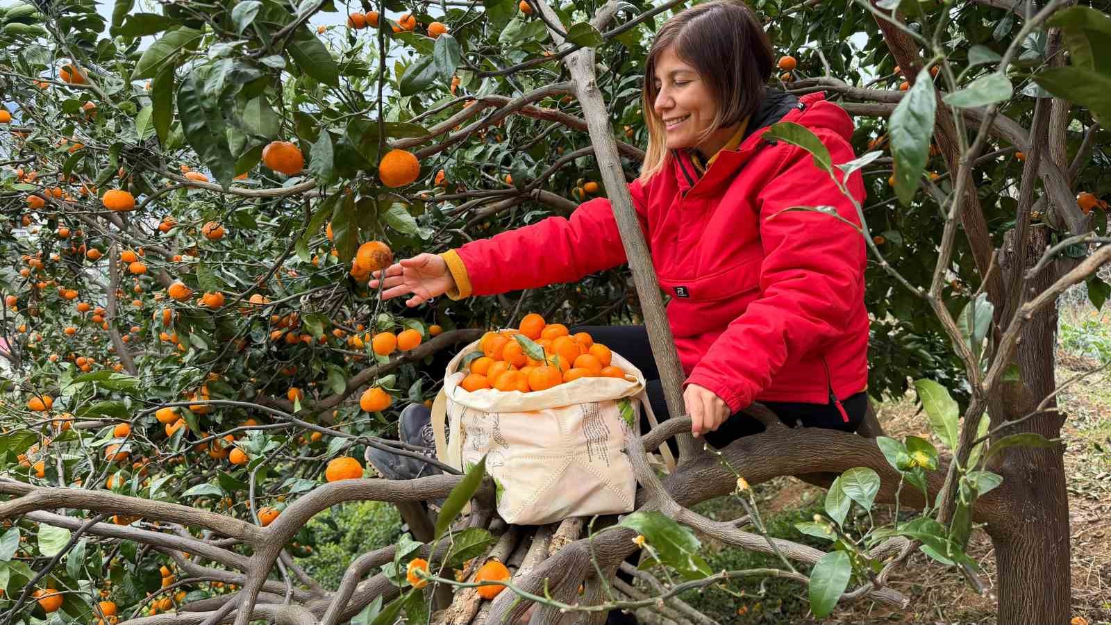 Artvin’de mandalina bereketi torpidoya taştı