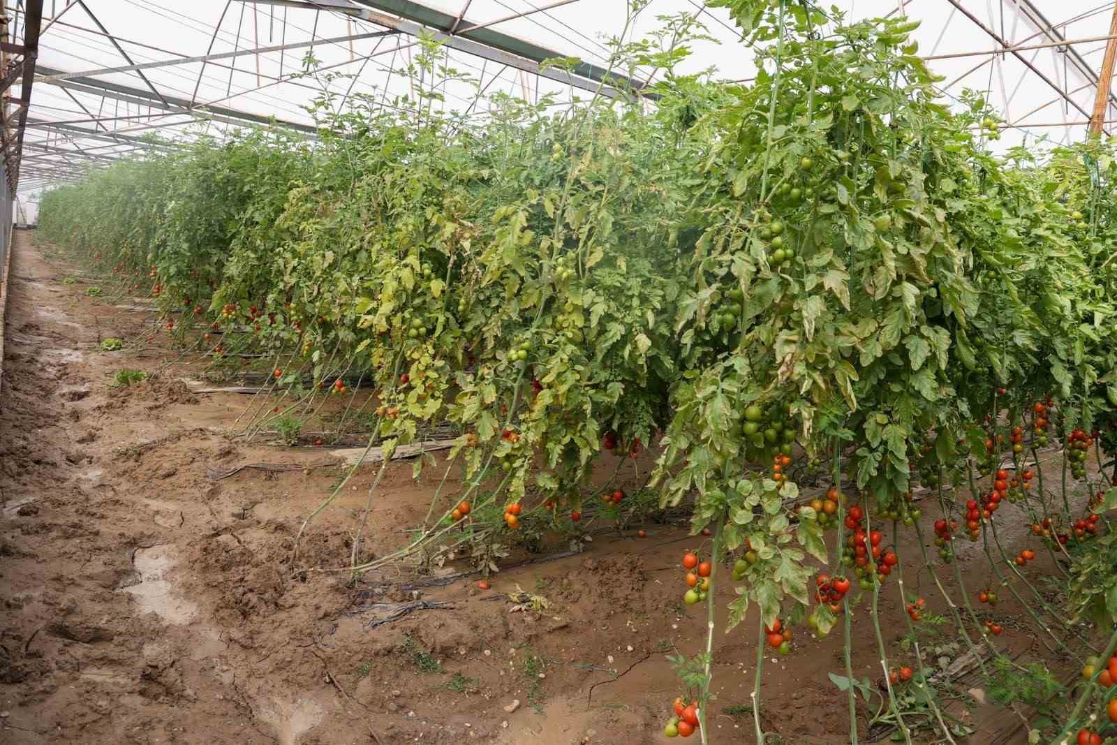 Aksu&rsquo;da afetten zarar g&ouml;ren seralarda hasar tespiti yapıldı
