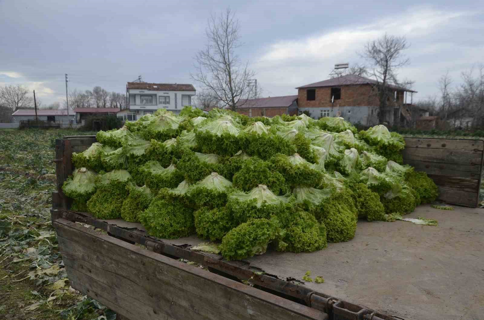 Bafra Ovası&rsquo;nda 570 dekar alanda marul &uuml;retimi

