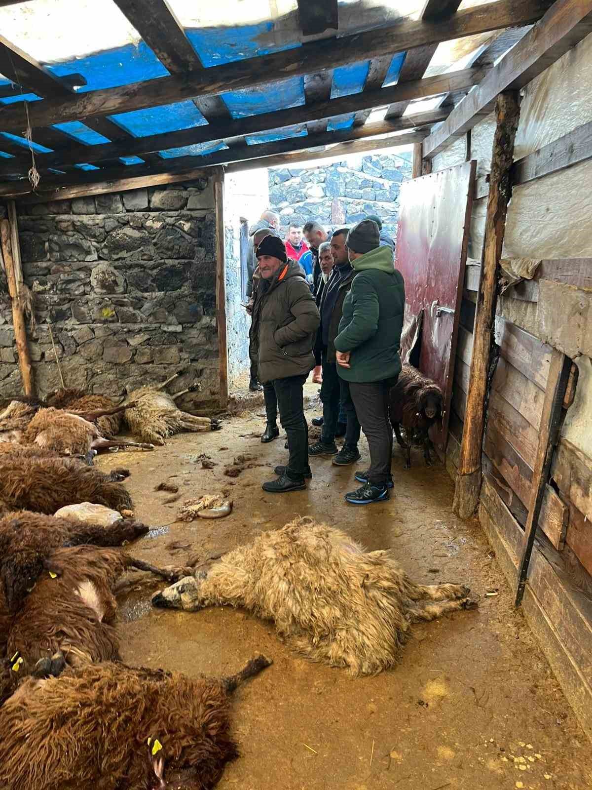 Kars’ta kurt dehşeti: Aç kurtlar 130 koyunu telef etti