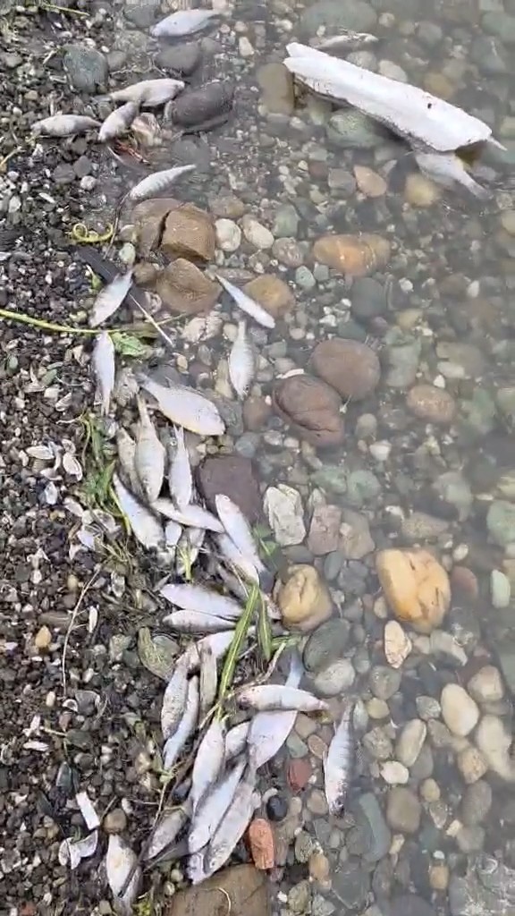 Tekirdağ Malkara’da barajda balık ölümleri tedirgin etti