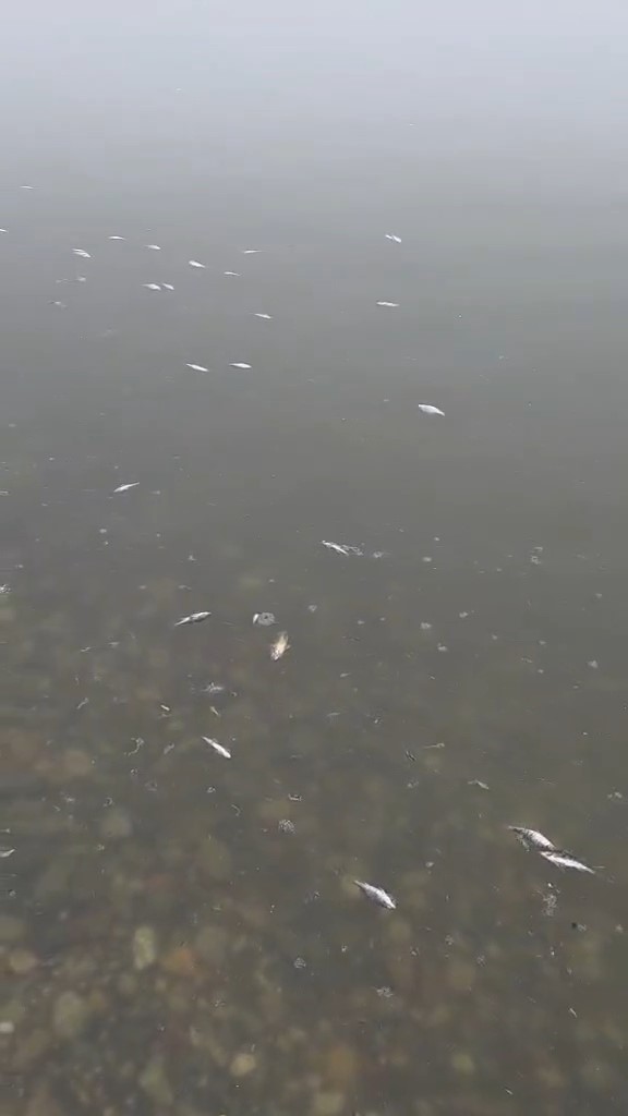 Tekirdağ Malkara’da barajda balık ölümleri tedirgin etti