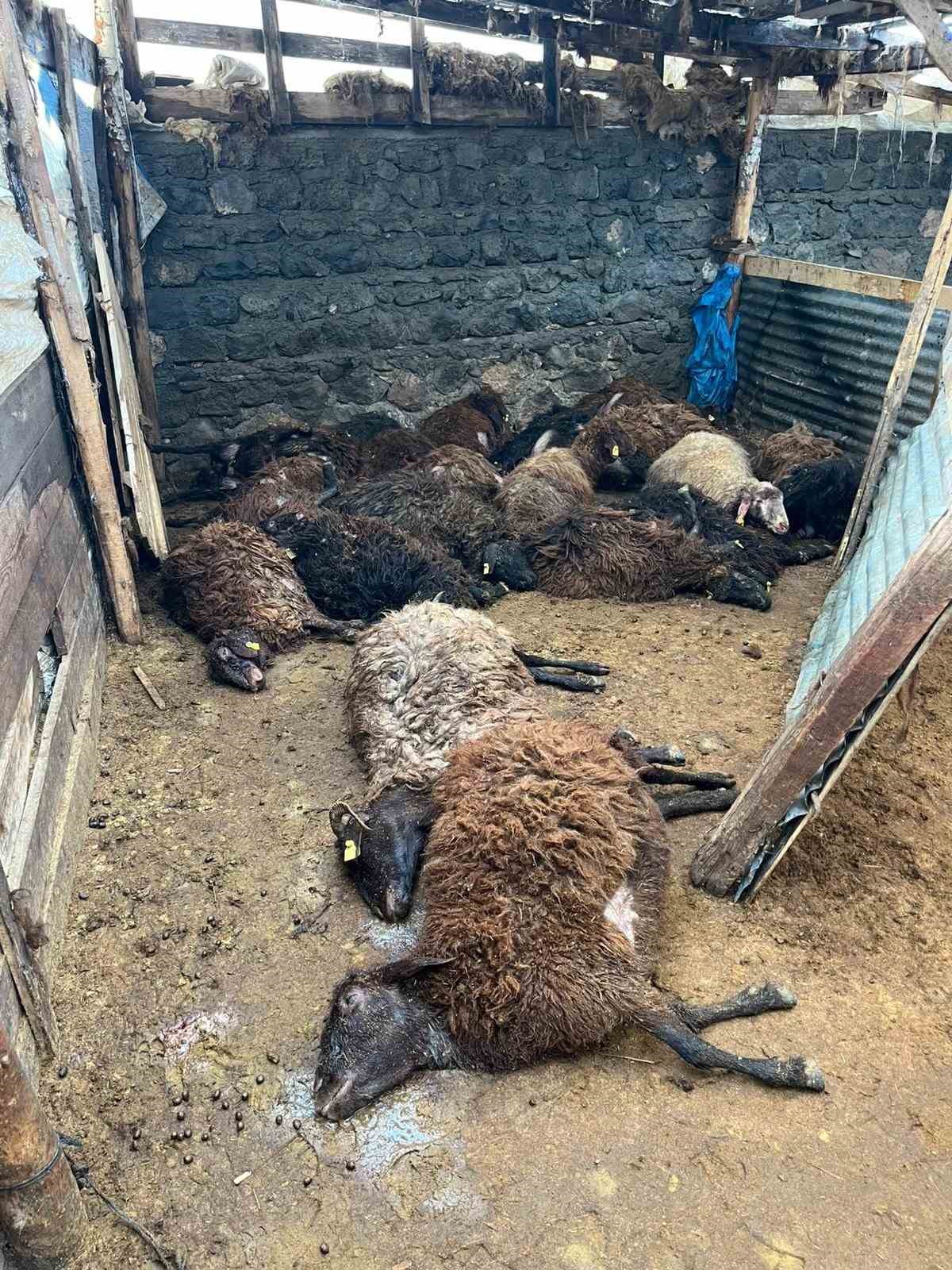 Kars&rsquo;ta kurt dehşeti: A&ccedil; kurtlar 130 koyunu telef etti
