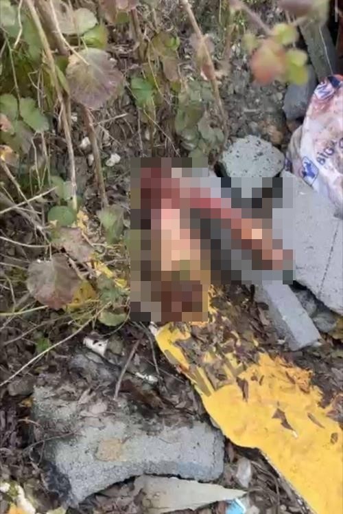 Sakarya’da otoyol kenarındaki kemikler jandarmayı at kasaplarına götürdü