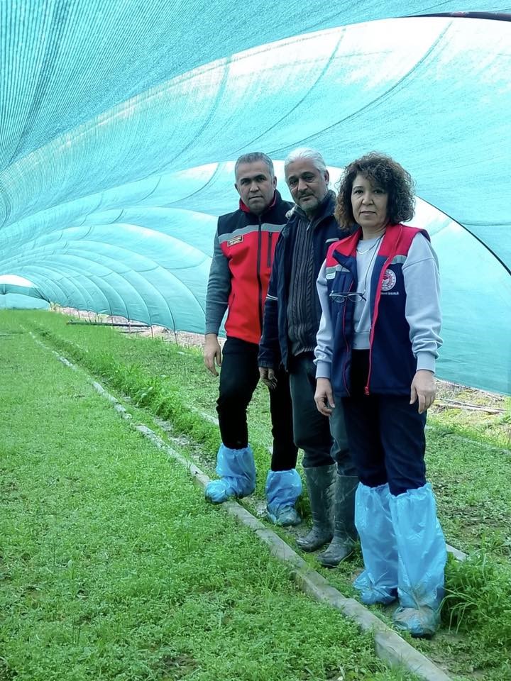 Aydın’da salep orkidesi üretimi büyüyor