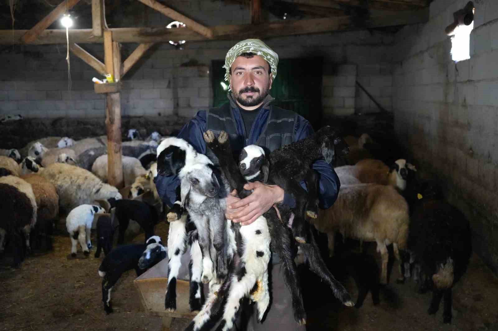 Yeni doğan kuzularla birlikte Erzincanlı besicilerde tatlı bir telaş yaşanıyor