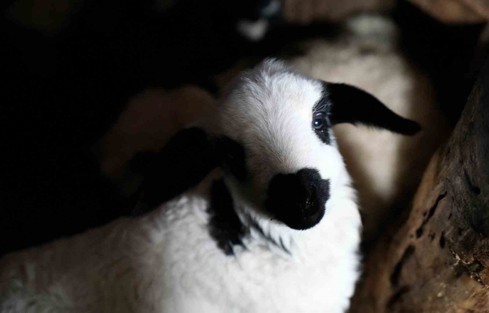 Yeni doğan kuzularla birlikte Erzincanlı besicilerde tatlı bir telaş yaşanıyor