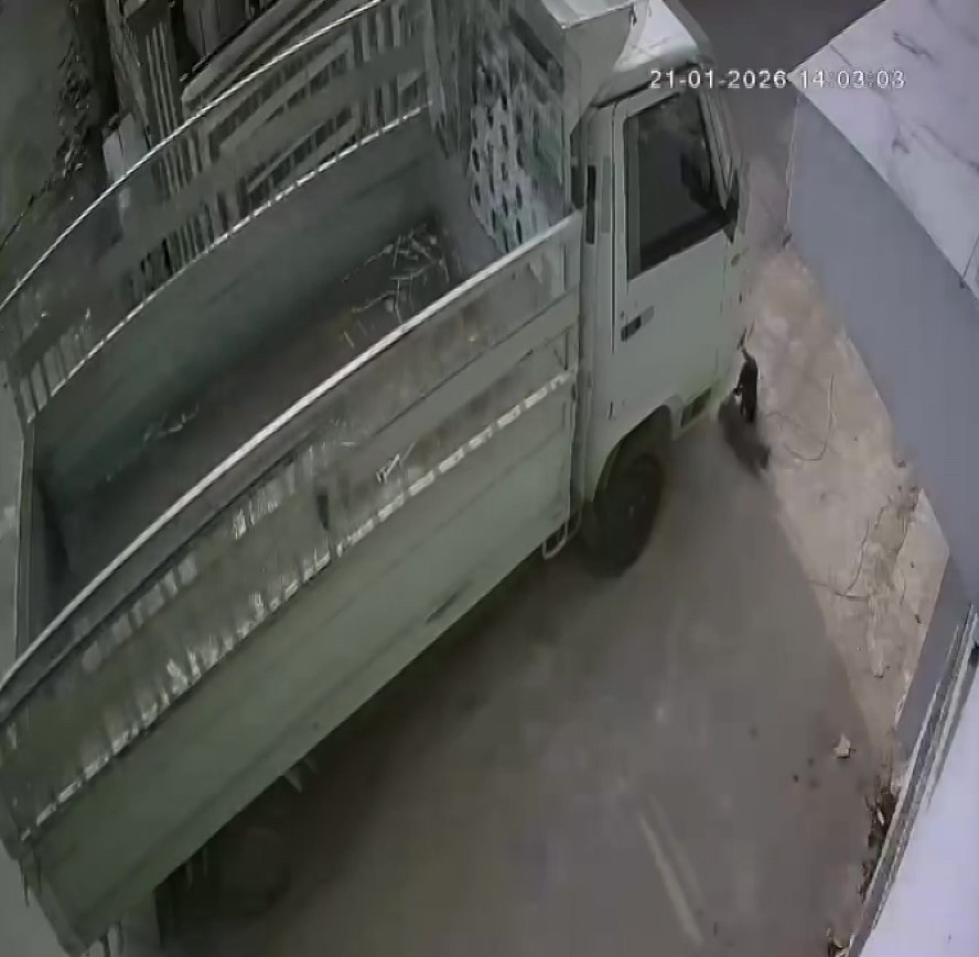 Kedi ezen sürücüye hayvan barınağında çalışma cezası