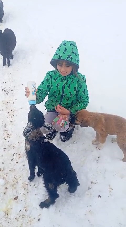 Fırtınada kaybolan kuzu 3 gün sonra sağ bulundu