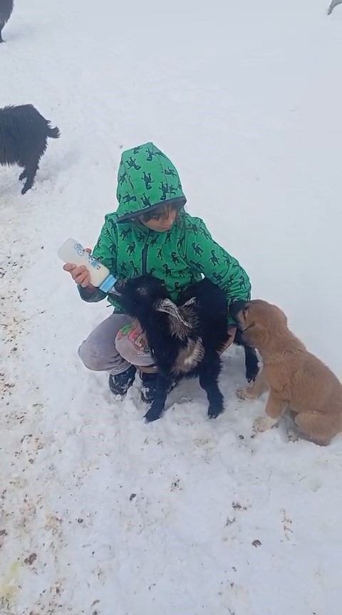 Fırtınada kaybolan kuzu 3 gün sonra sağ bulundu
