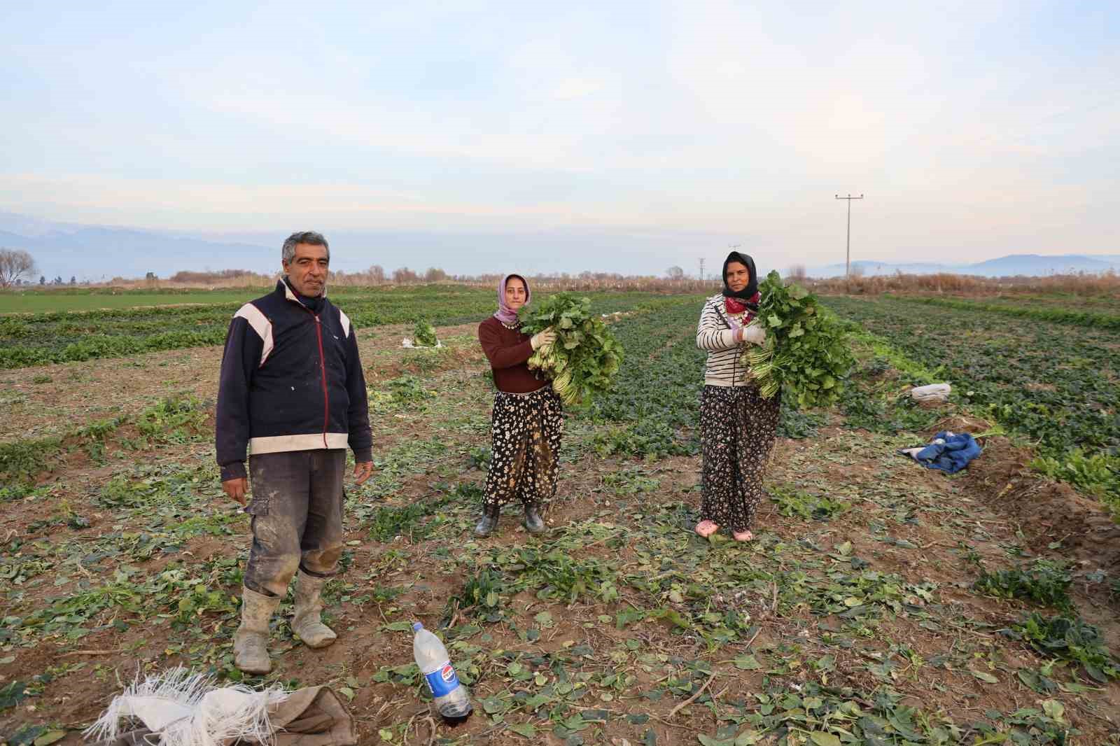 Aydın’da soğuk hava sebzeyi vurdu, tarlada verim düştü