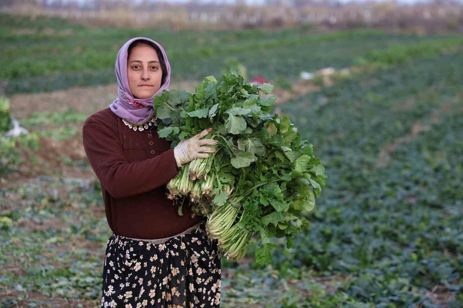 Aydın’da soğuk hava sebzeyi vurdu, tarlada verim düştü