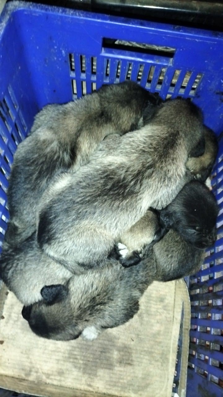 Fırtına sonrası devrilen ağaçların altında kalarak telef olan anne köpeğin yavrularına sahip çıktılar