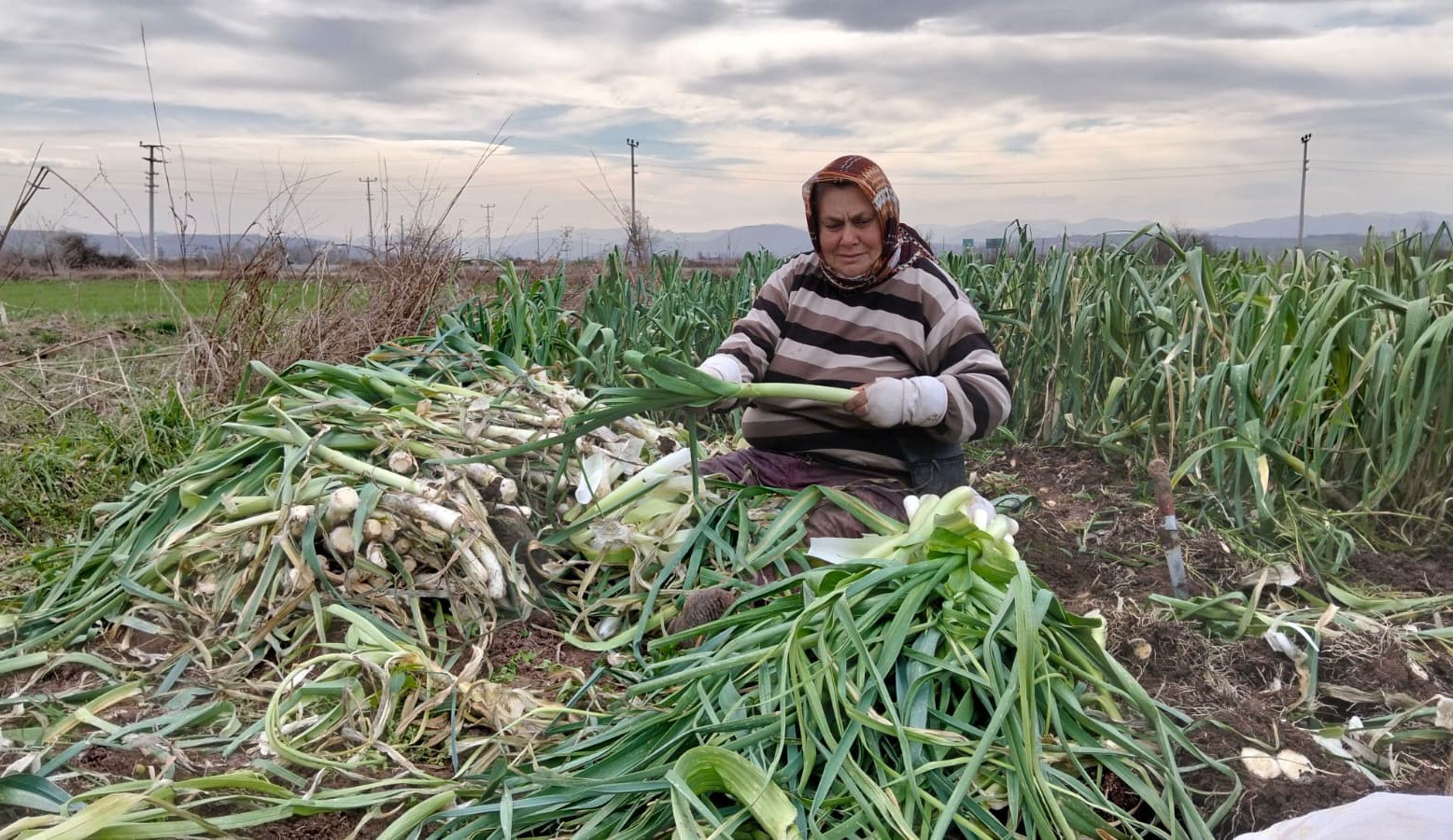 Bafra Ovası’nda pırasa hasadı: Bu yıl rekolte yüksek