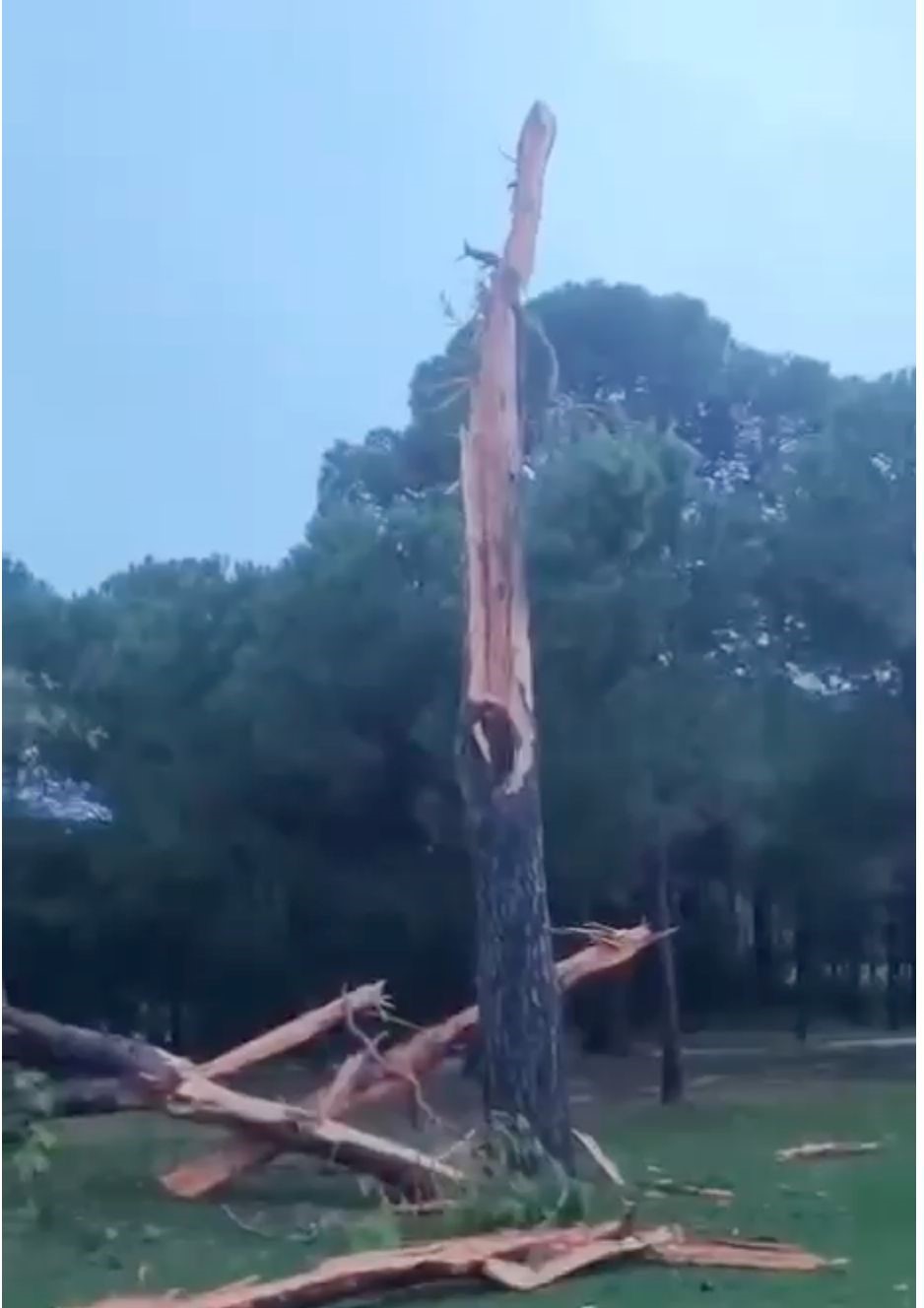 Golf sahasına d&uuml;şen yıldırım ağacı par&ccedil;alara ayırdı
