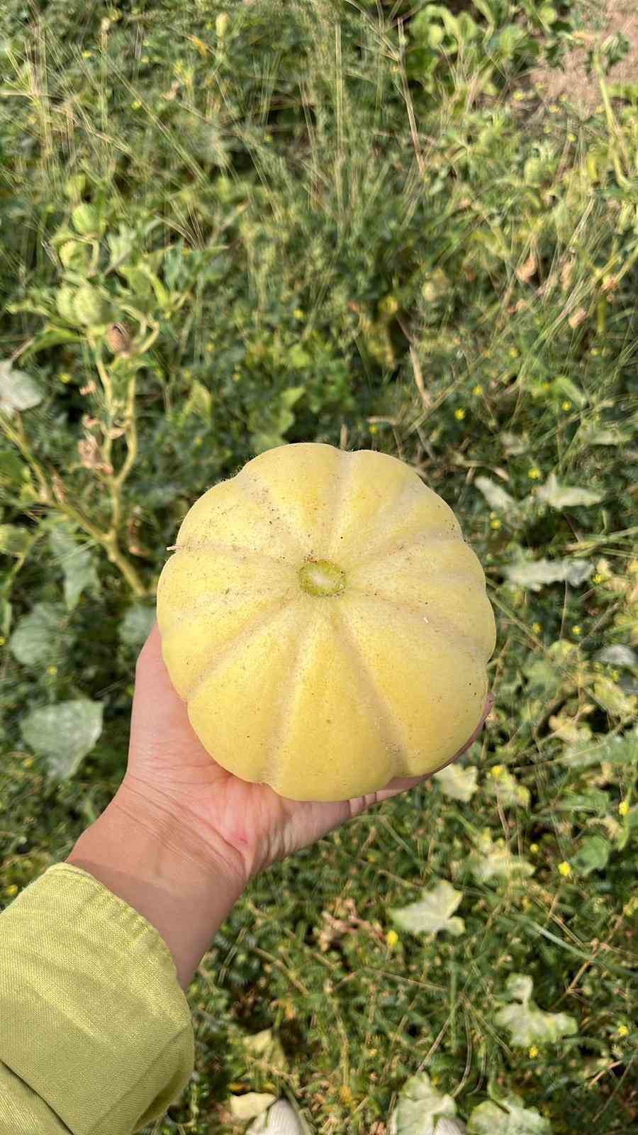 Balıkesir B&uuml;y&uuml;kşehir Belediyesi, Ata Tohumları ile envanterini g&uuml;&ccedil;lendiriyor
