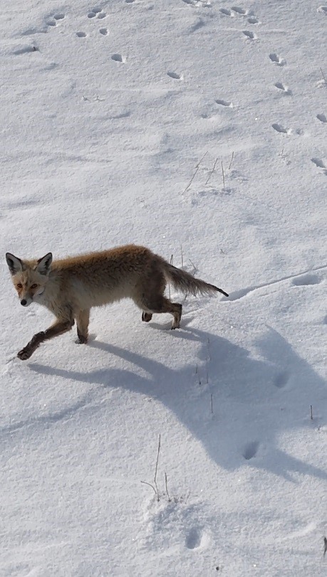 Kars&rsquo;ta tilkinin dronla imtihanı: &Ouml;nce baktı, sonra hızla ka&ccedil;tı
