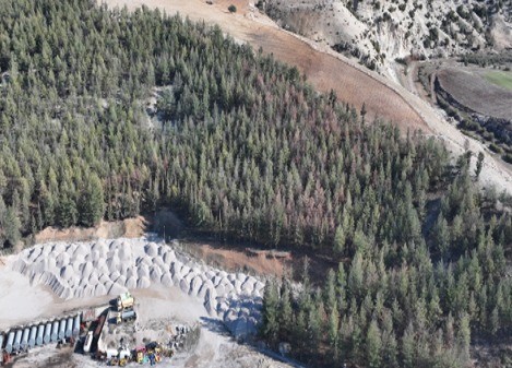 Kilis’te Akdeniz çam kabuk böceğine karşı biyoteknik mücadele