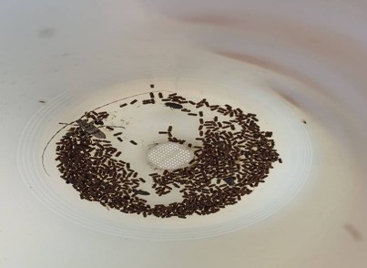 Kilis&rsquo;te Akdeniz &ccedil;am kabuk b&ouml;ceğine karşı biyoteknik m&uuml;cadele
