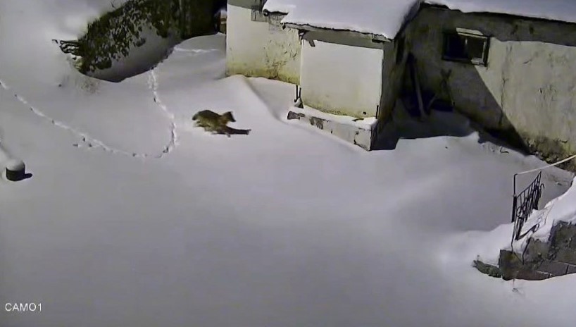 Elazığ’da evin çevresinde yiyecek arayan kurt kamerada
