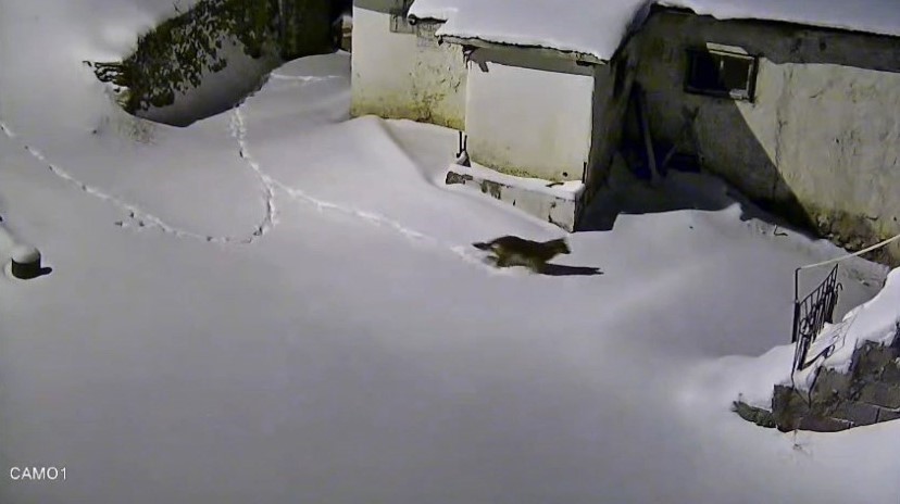 Elazığ&rsquo;da evin &ccedil;evresinde yiyecek arayan kurt kamerada
