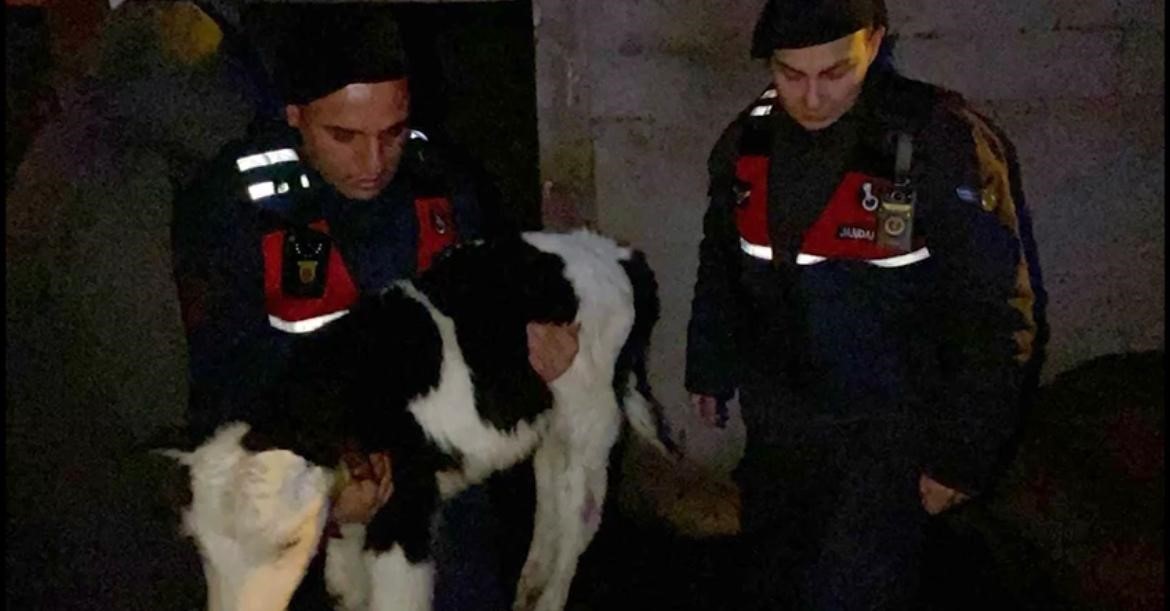 Nevşehir&rsquo;de b&uuml;y&uuml;kbaş hayvan hırsızları jandarmadan ka&ccedil;amadı
