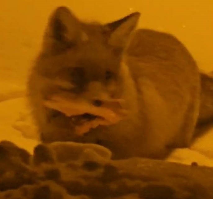 Hakkâri’de yerleşim alanına inen tilki kamerada