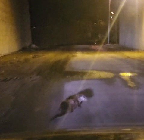 Yol ortasındaki su samuru görüntülendi