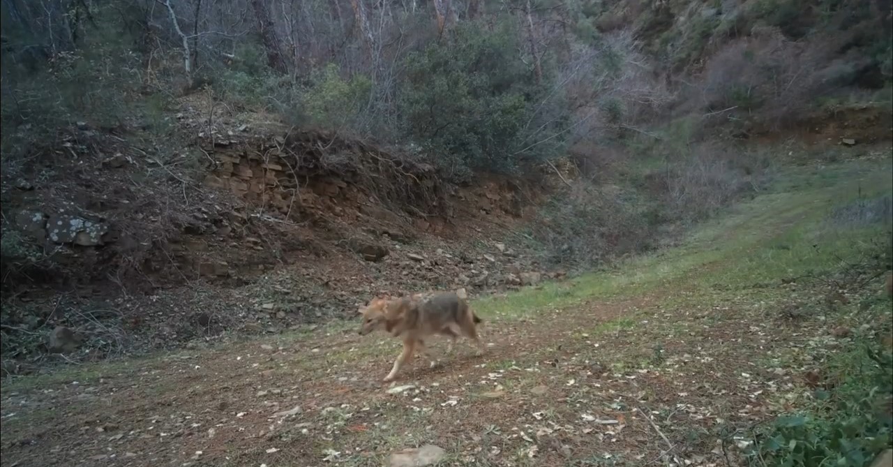 Tekirdağ’da Ganos Dağı’nda yaban hayatı fotokapana yansıdı