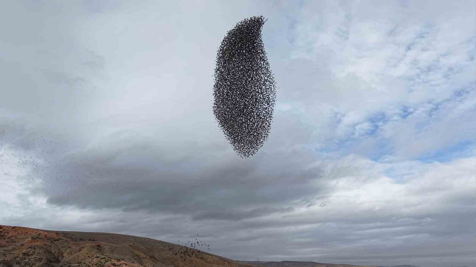Sığırcık kuşlarından g&ouml;rsel ş&ouml;len
