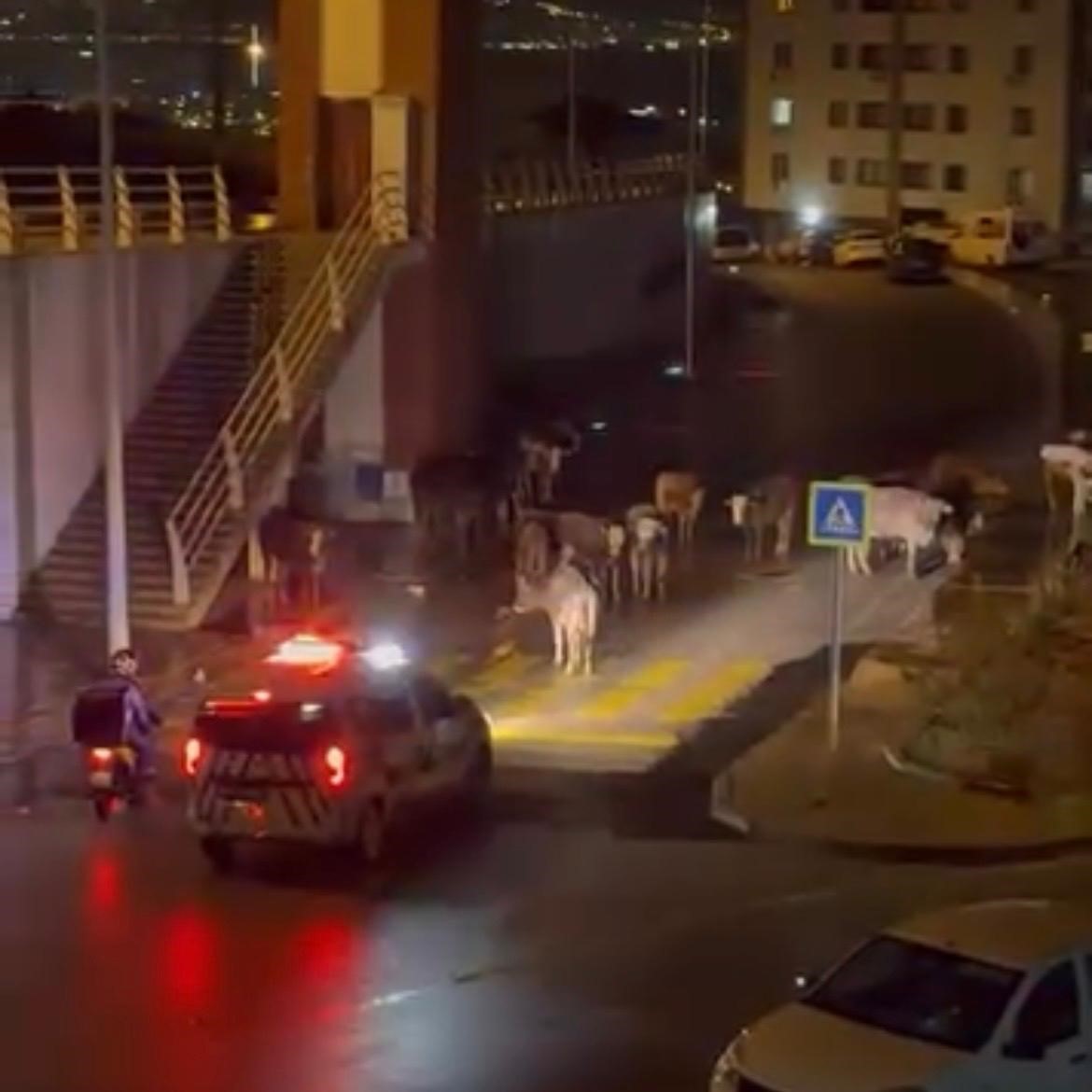 İzmir&rsquo;de polisin "İnekler dağılın" anonsu g&uuml;l&uuml;msetti
