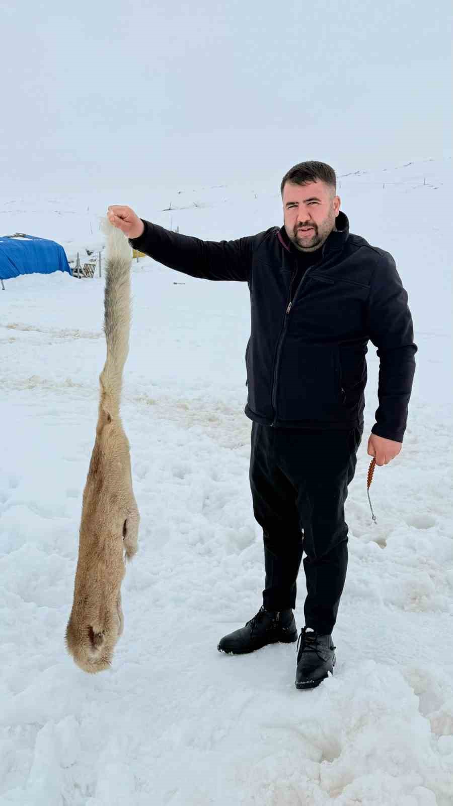 Kurtlarla dövüşen köpekten geriye postu kaldı