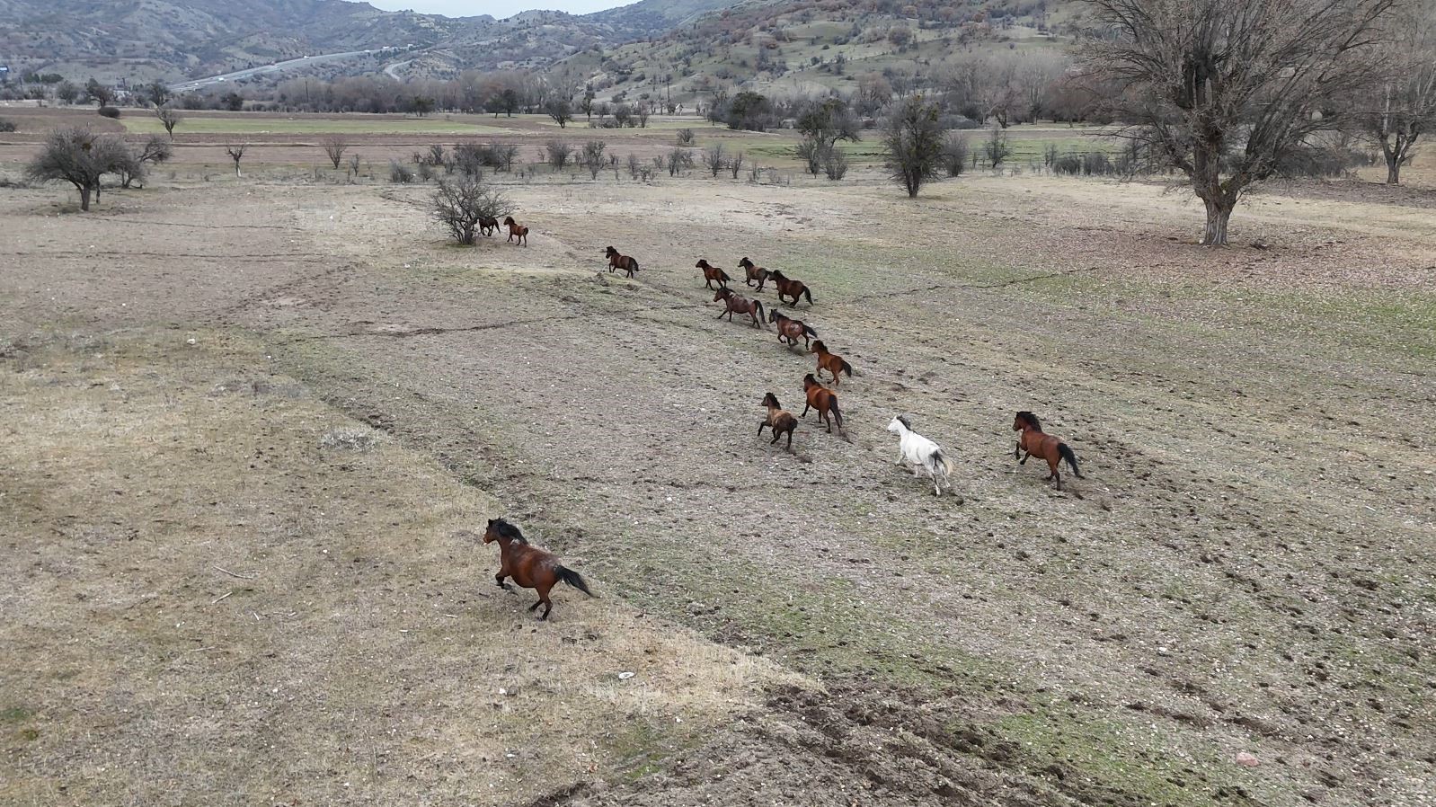 Ankara&rsquo;da yılkı atları havadan g&ouml;r&uuml;nt&uuml;lendi
