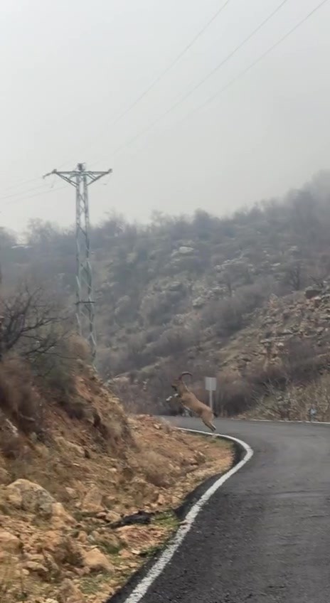 Hasankeyf&rsquo;te &ouml;rnek davranış: S&uuml;r&uuml;c&uuml; durdu, dağ ke&ccedil;ileri ge&ccedil;ti
