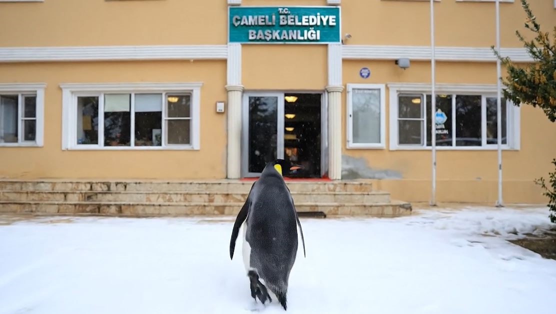 S&uuml;r&uuml;den ayrılan nihilist penguen &Ccedil;ameli&rsquo;ye uğradı
