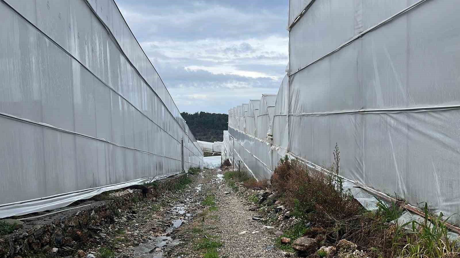 Alanya, T&uuml;rkiye&rsquo;nin muz ihtiyacının y&uuml;zde 40&rsquo;ını karşılıyor
