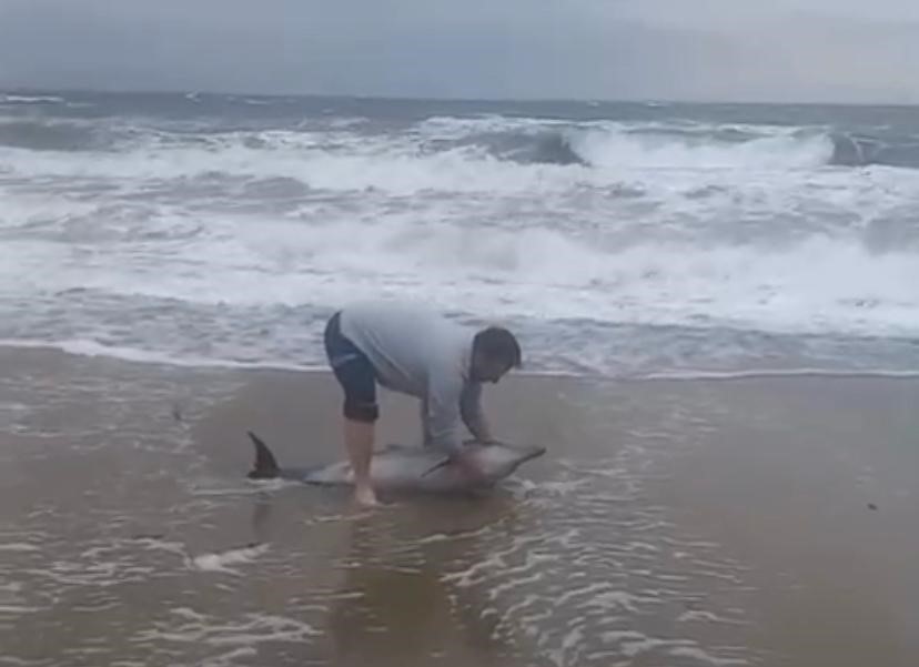 Ayvalık’ta karaya vuran yunusu vatandaşlar kurtardı