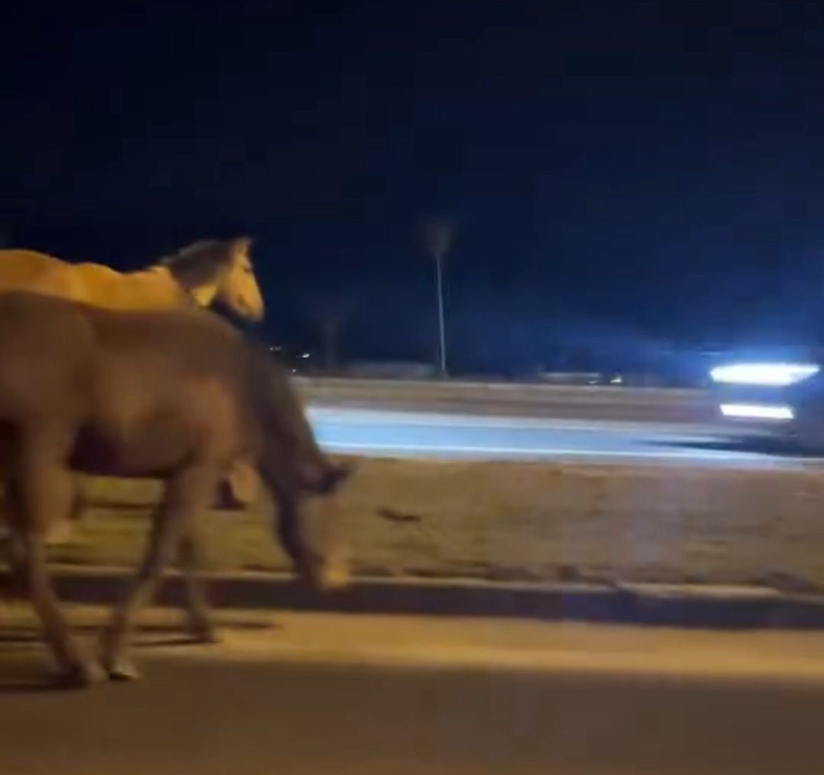 Bolu&rsquo;da yılkı atları D-100&rsquo;e indi: Orta ref&uuml;jde otladılar
