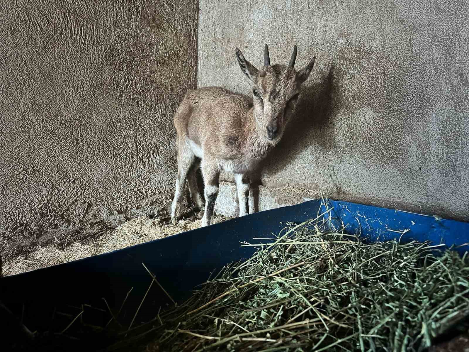 Bitkin halde bulunan yaban ke&ccedil;isi tedavi altına alındı
